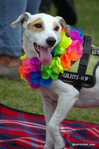 cute small white dog, wearing a rainbow garland, at Pride, tongue out, and one paw up