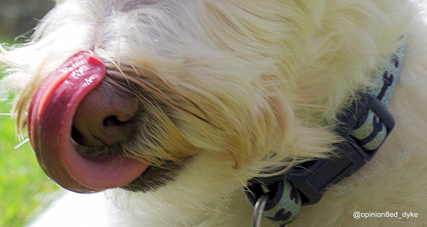 IMGP1396-dog-tongue-closeup