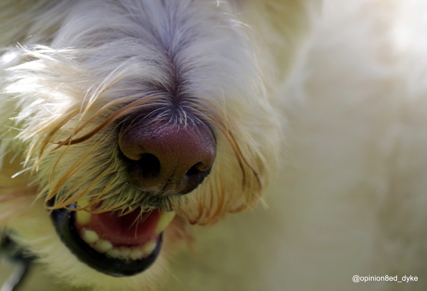IMGP1405-dog-cute-nose-close up-side