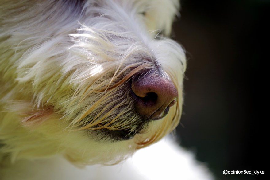IMGP1412-dog-cute-nose-close up-side