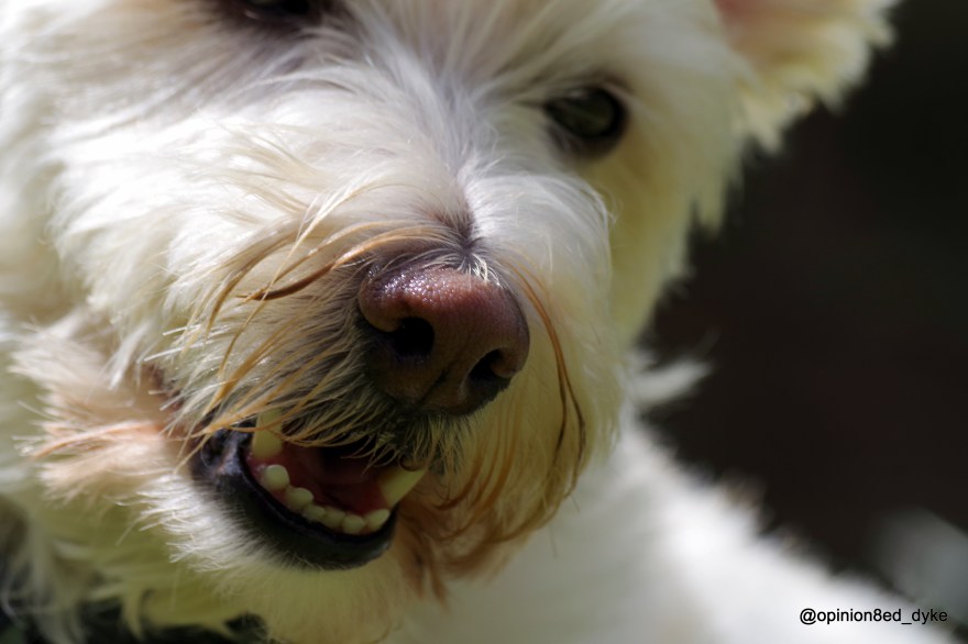 IMGP1415-dog-cute-head-bear like-close up