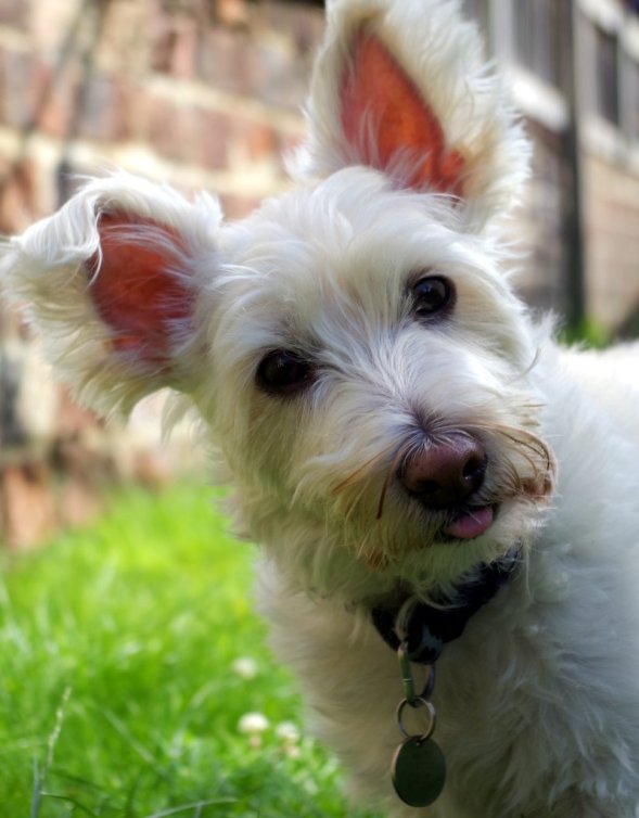 IMGP1546-graham-cute-tilt-tongue